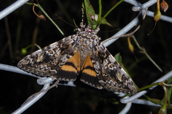 Catocala promissa ab ochracea